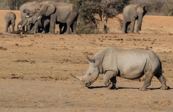 Tau Game Lodge Madikwe Game Reserve Ngoại thất bức ảnh